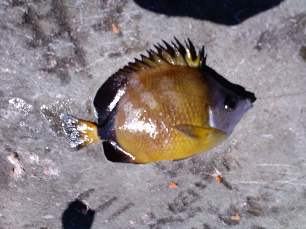 2010/11/5 ���u�Z�C�_�G����