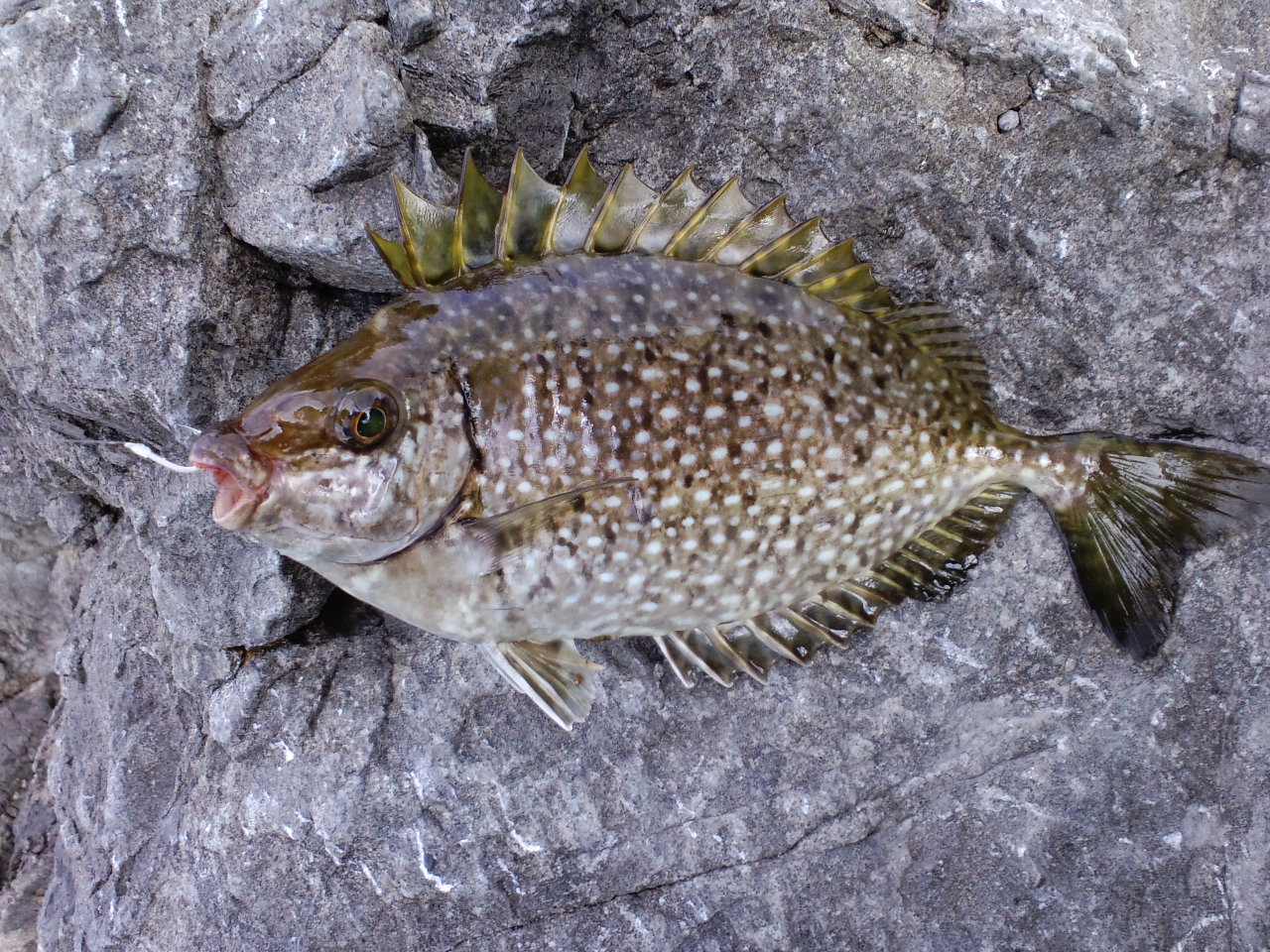 2011/12/27 �O���E�X �I�V�J�P