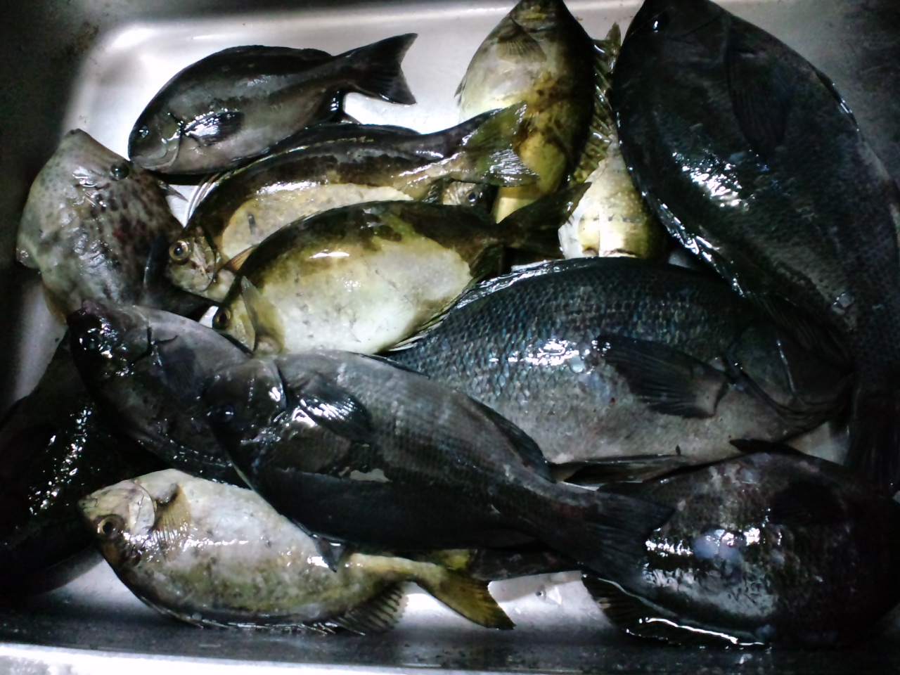 2011/12/27 �O���E�X �I�V�J�P