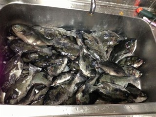 2014/3 ���Y�@�`���E�V