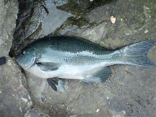 2011/12/27 �O���E�X �I�V�J�P