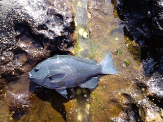 2011/3/5 �ڗǁ@�o���K